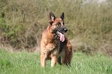 BERGER ALLEMAND 1325